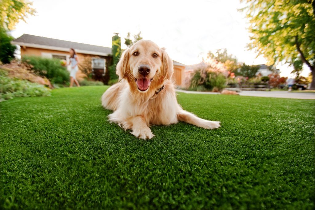 Synthetic Grass For Dogs Vista, Artificial Lawn Dog Run Installation