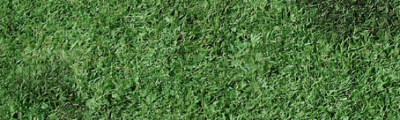▷7 Reasons That Artificial Grass Goes Mouldy Vista