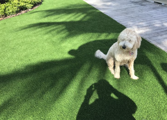 7 Tips To Eliminate More Pests And Animals With Artificial Grass Vista