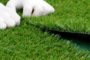 7 Tips To Get Creases Out Of Artificial Grass In Vista