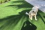 7 Tips To Do Regular Inspection To Prevent Weed Growth In Artificial Grass In Vista